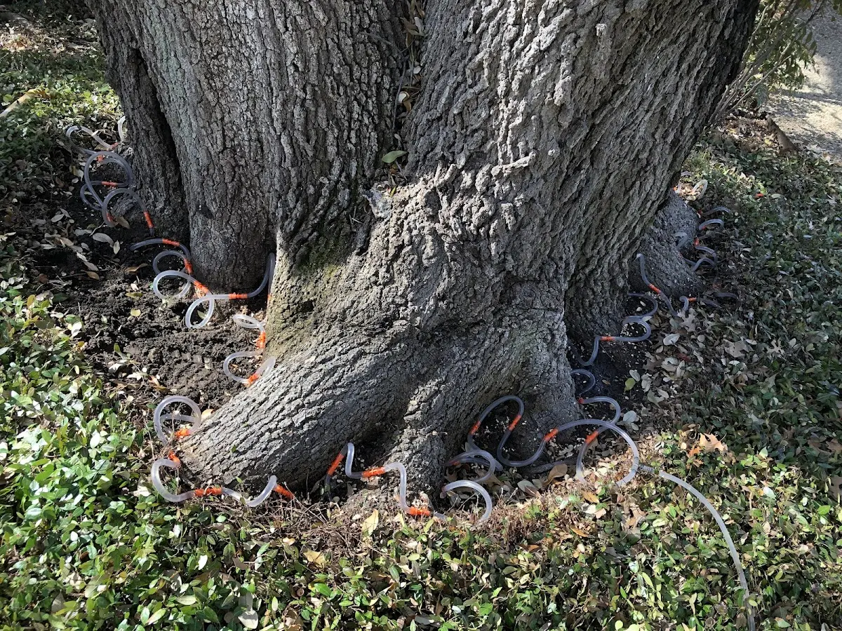 Detailed Tree Cabling and Bracing job site in Clarita