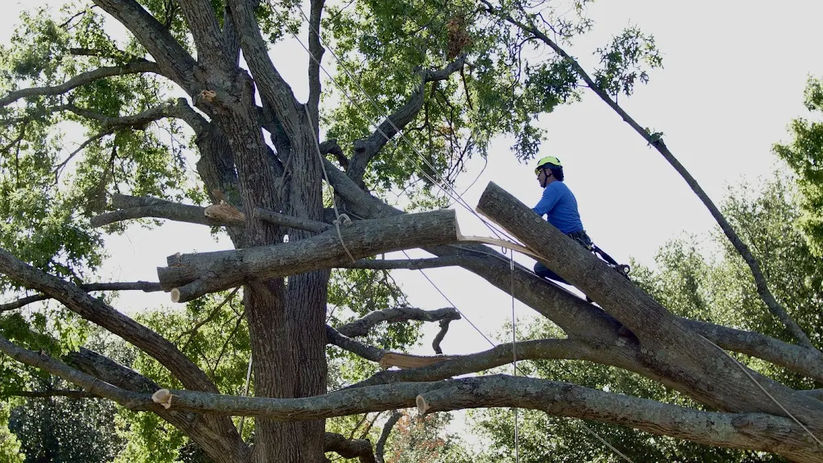 Professional Hazardous Tree Removal performed by certified arborists in Clarita