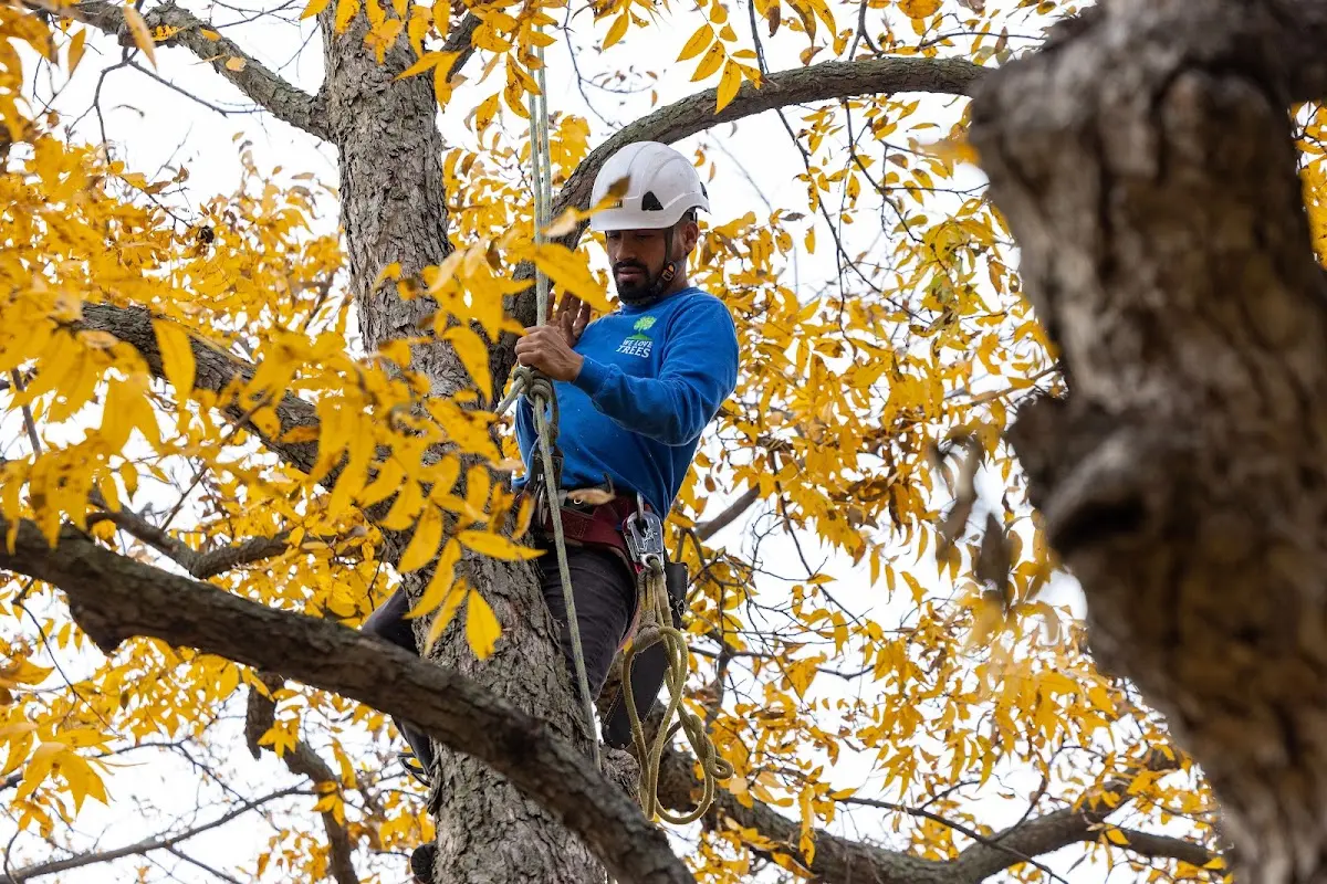 Skilled Storm Damage Cleanup crew working in Clarita
