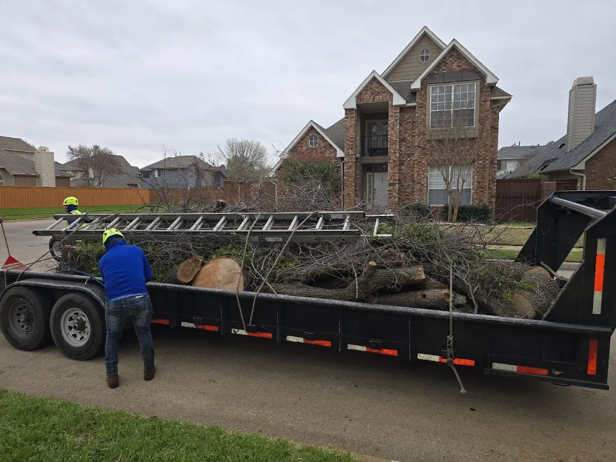 Expert Deadwooding with proper safety equipment in Clarita